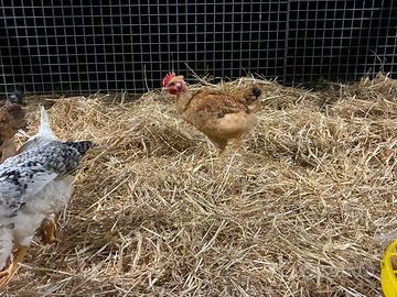 Polli da carne incroci razze pesanti