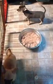 Chihuahua