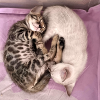 Femmina Bengala con pedigree