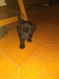 Cucciola di barboncino mini toy