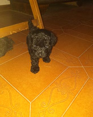 Cucciola di barboncino mini toy