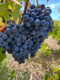 Uve da vino bianco e nero