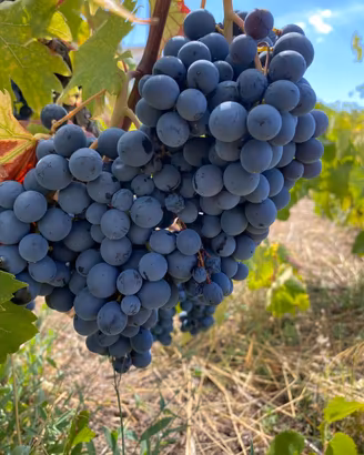 Uve da vino bianco e nero