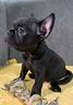 cuccioli-di-bulldog-francese-maschio-e-femmina