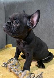 Cuccioli di bulldog francese Maschio e Femmina