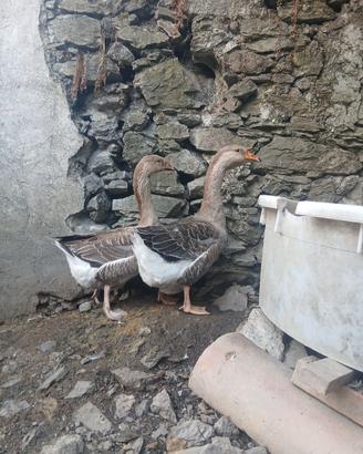 oche femmine tolosa