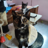 Gattine disponibili: Angie e Connie