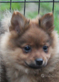 Spitz tedesco piccolo