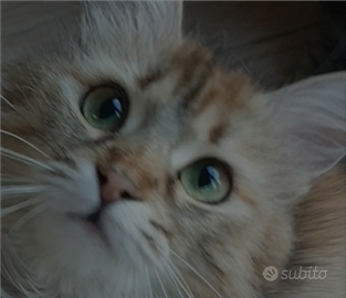 Gatto siberiano