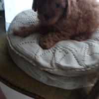 Cucciolo di barboncino mini toy