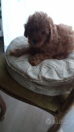 Cucciolo di barboncino mini toy