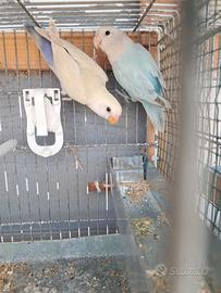 inseparabili