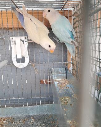 inseparabili