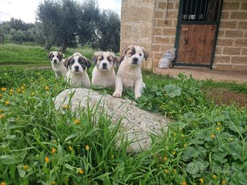 Cuccioli pastore dell'Asia centrale