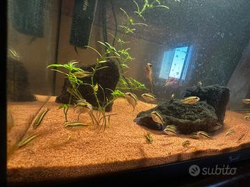 Ciclidi kribensis