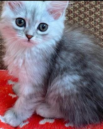 Gattina persiano normotipo