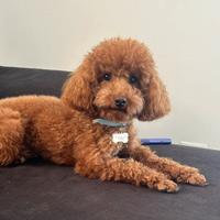 Barboncino per accoppiamento