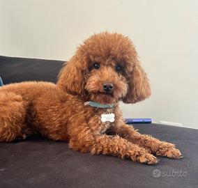 Barboncino per accoppiamento