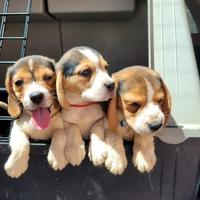 Cuccioli di beagle originali con pedigree