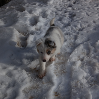 Cuccioli simil border collie blu merle