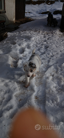 Cuccioli simil border collie blu merle