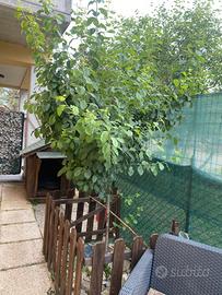 Albero susine
