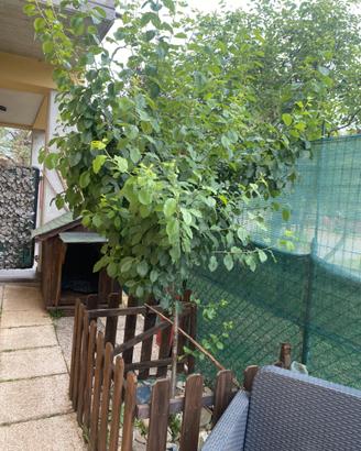 Albero susine