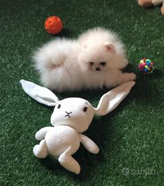 Spitz di Pomerania nano