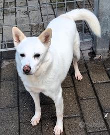 Fox cagnolino meticcio