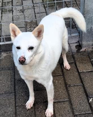 Fox cagnolino meticcio