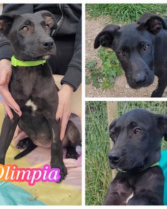 Sorelline a fratellini mix colorati