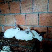 Disponibili 3 Coniglie Femmine 3 Mesi