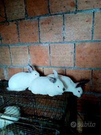 Disponibili 3 Coniglie Femmine 3 Mesi