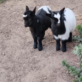 Caprette tibetane (nane)