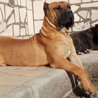 Perro De Presa Canario Disponibile per Monte