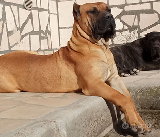 Perro De Presa Canario Disponibile per Monte
