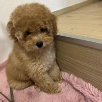 Cucciolo barboncino Toy-maschio