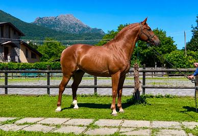 Cavallo Hispanoarabe