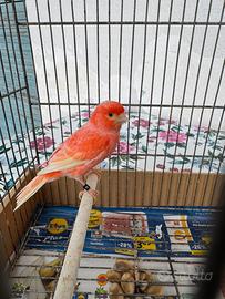 Canarina