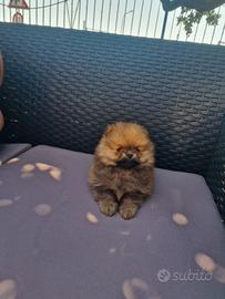 Spitz tedesco nano pomerania