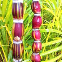 Canna da Zucchero bouddha belly variegata