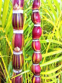 Canna da Zucchero bouddha belly variegata