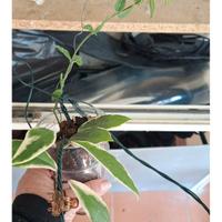 disponibile talee di quen e talee di bella al prez