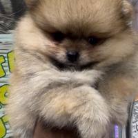 Dolcissimo spitz della pomerania linia americana