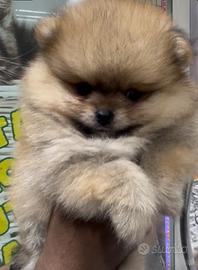 Dolcissimo spitz della pomerania linia americana