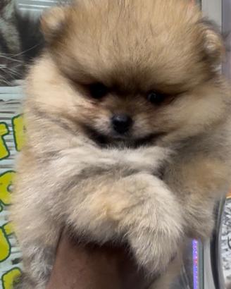 Dolcissimo spitz della pomerania linia americana