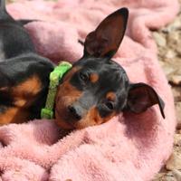 Pinscher nano