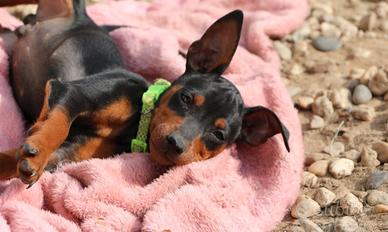 Pinscher nano