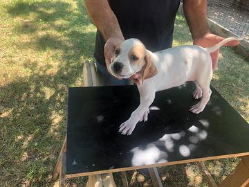 Cuccioli Pointer