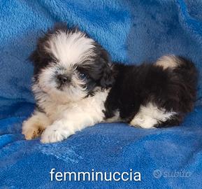 Shih tzu/shih tzu -pechinese